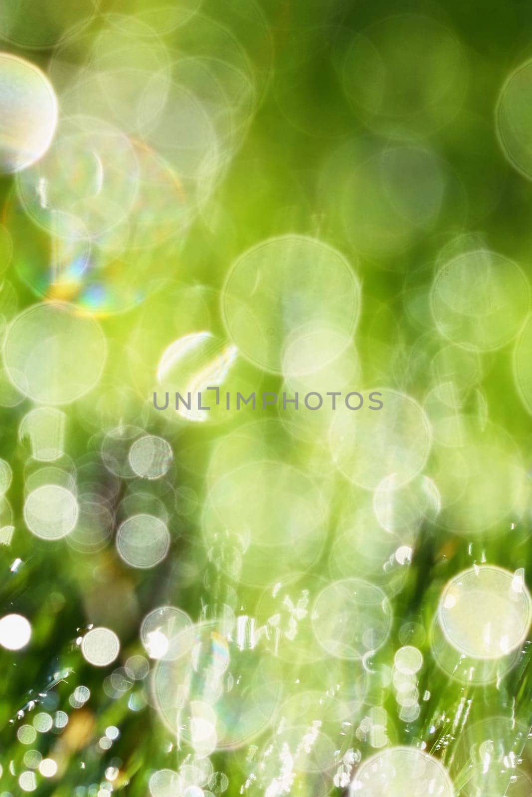 Spring. Beautiful natural background of green grass with dew and water drops. Seasonal concept - morning in nature.