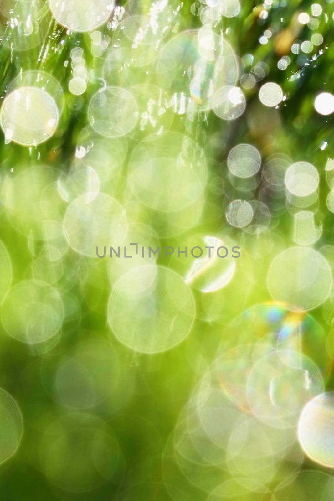 Spring. Beautiful natural background of green grass with dew and water drops. Seasonal concept - morning in nature. by Montypeter