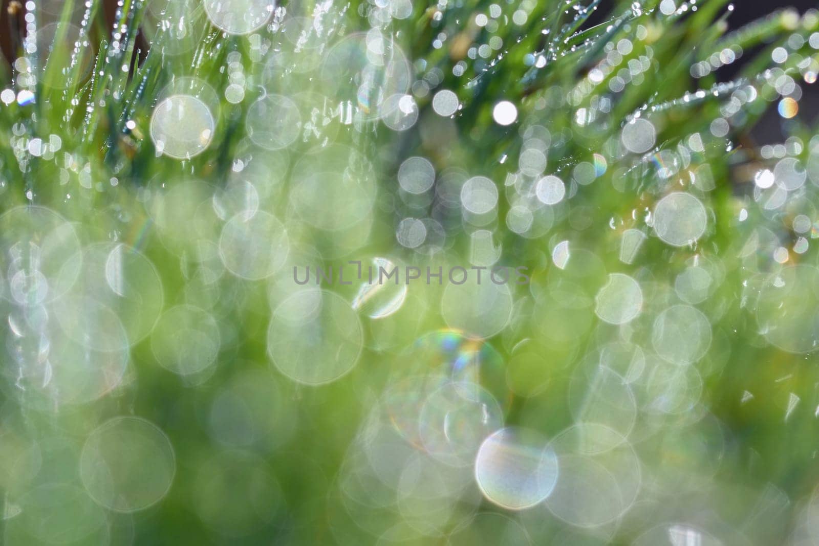 Spring. Beautiful natural background of green grass with dew and water drops. Seasonal concept - morning in nature.