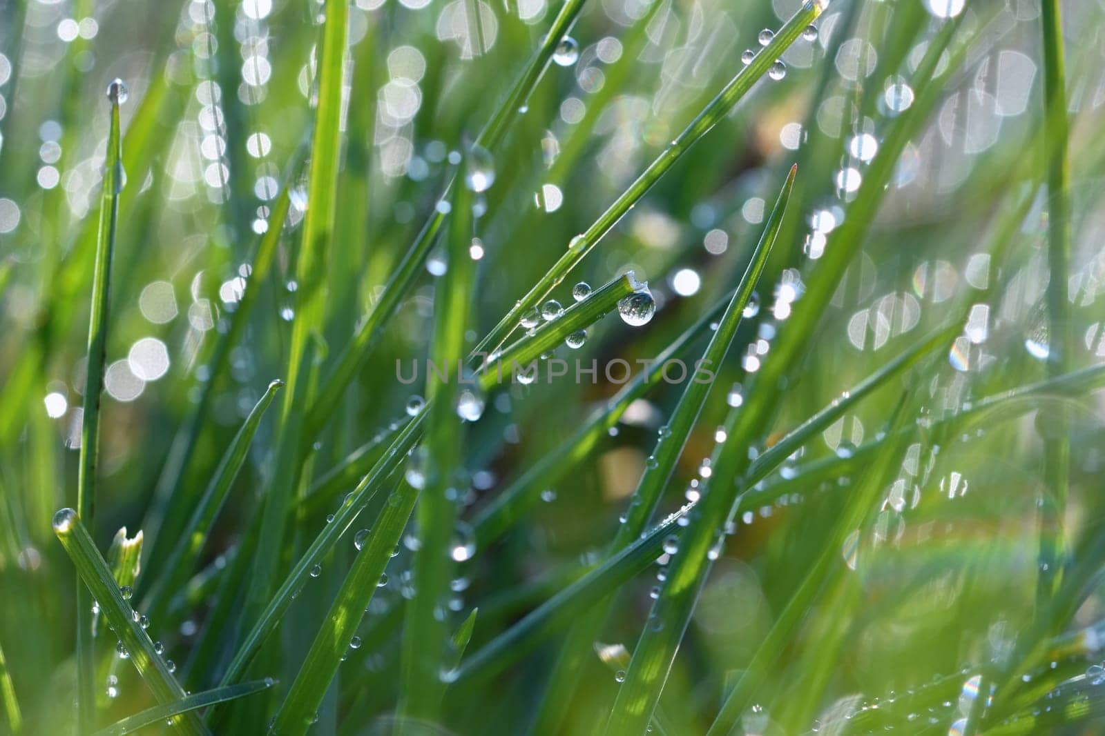 Spring. Beautiful natural background of green grass with dew and water drops. Seasonal concept - morning in nature. by Montypeter