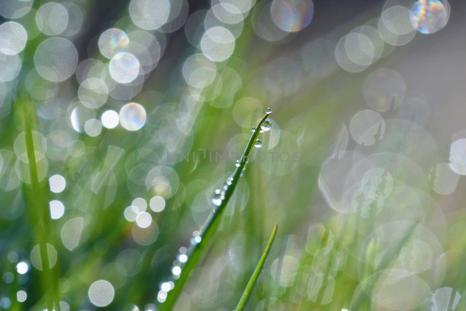 Spring. Beautiful natural background of green grass with dew and water drops. Seasonal concept - morning in nature. by Montypeter