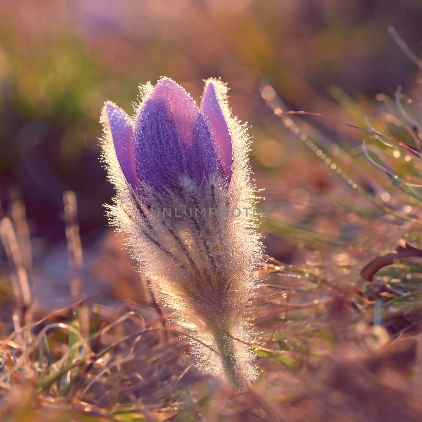 Beautiful violet flowers on a meadow at sunset. Beautiful natural colorful background. Pasque flower (Pulsatilla grandis) by Montypeter