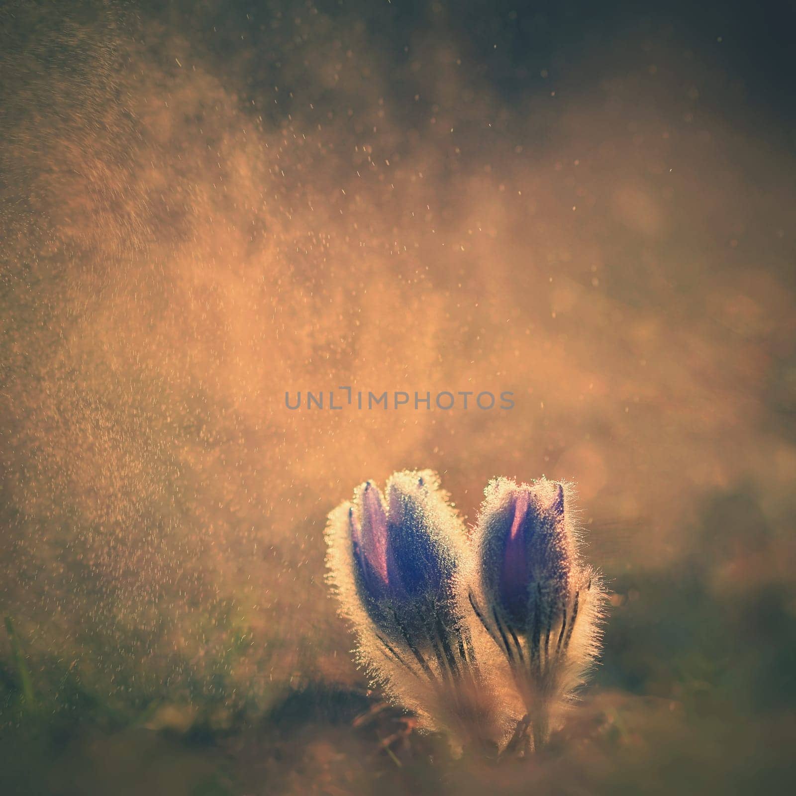 Beautiful violet flowers on a meadow at sunset. Beautiful natural colorful background. Pasque flower (Pulsatilla grandis) by Montypeter