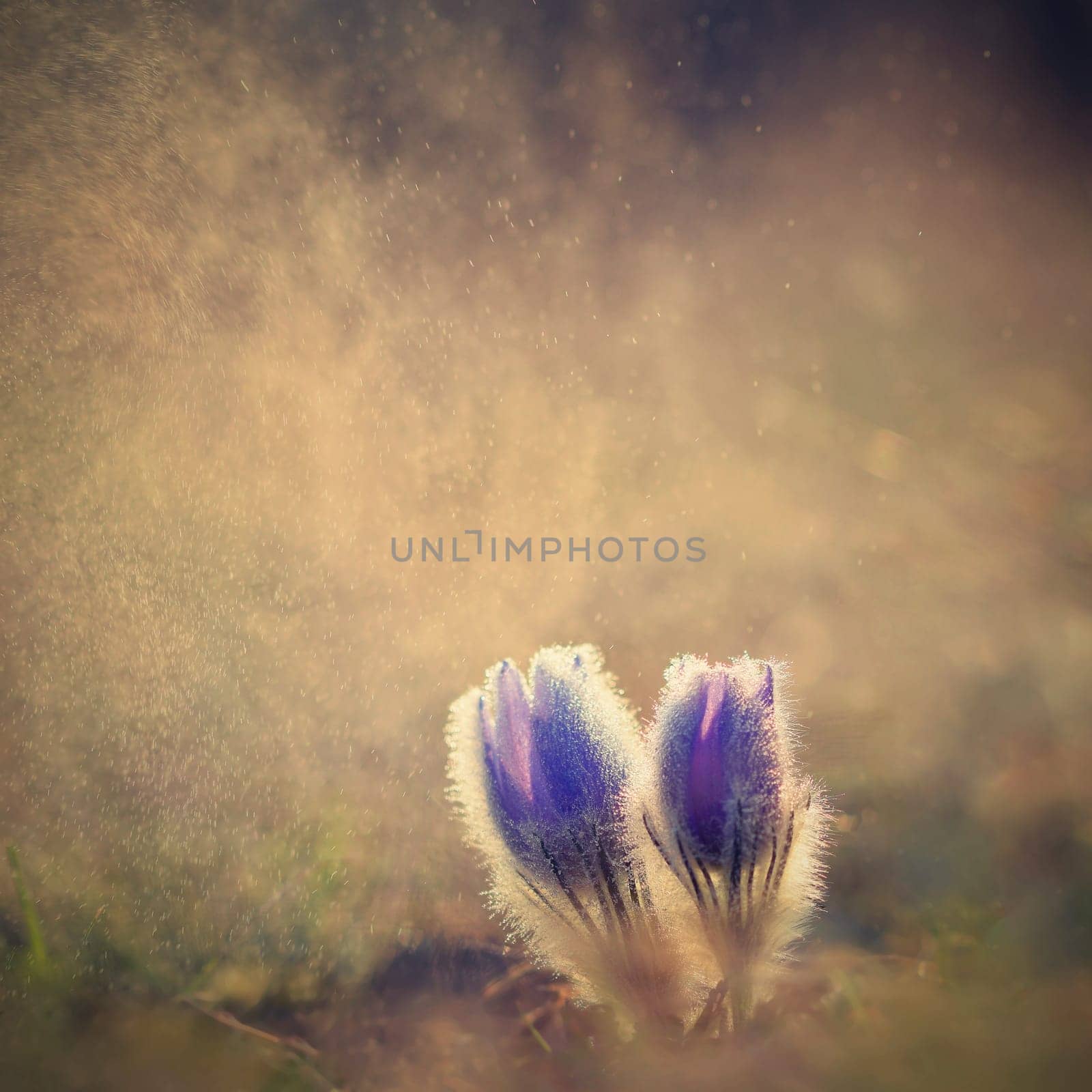 Beautiful violet flowers on a meadow at sunset. Beautiful natural colorful background. Pasque flower (Pulsatilla grandis)