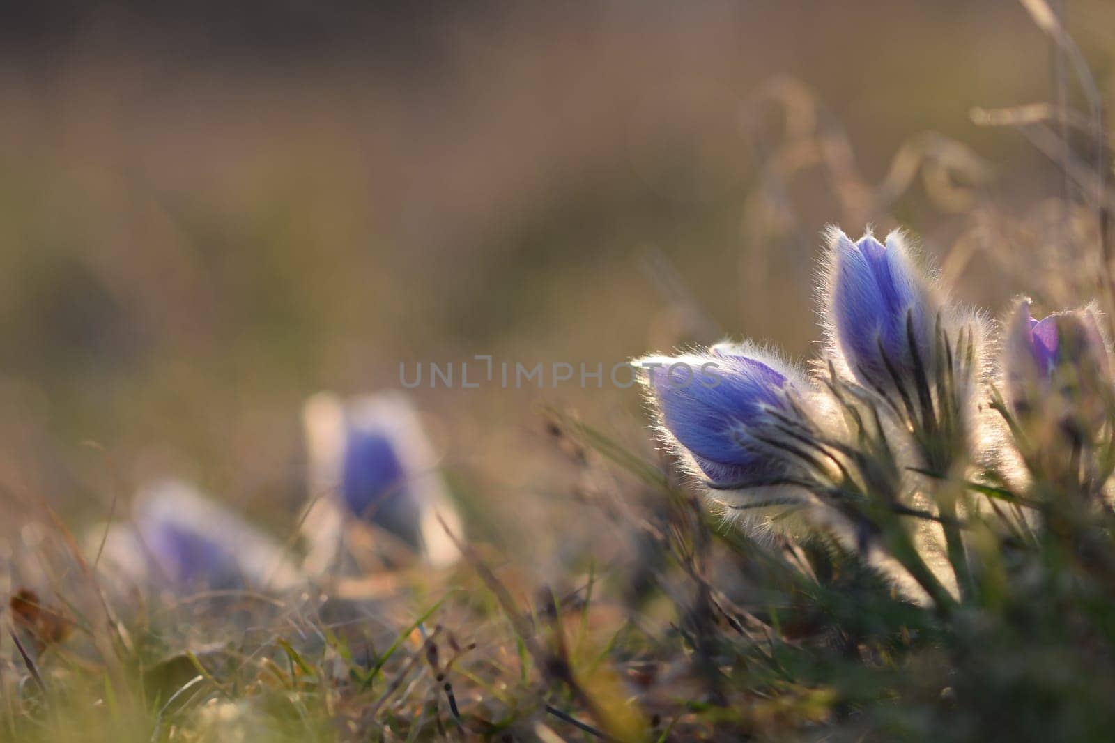 Beautiful violet flowers on a meadow at sunset. Beautiful natural colorful background. Pasque flower (Pulsatilla grandis)