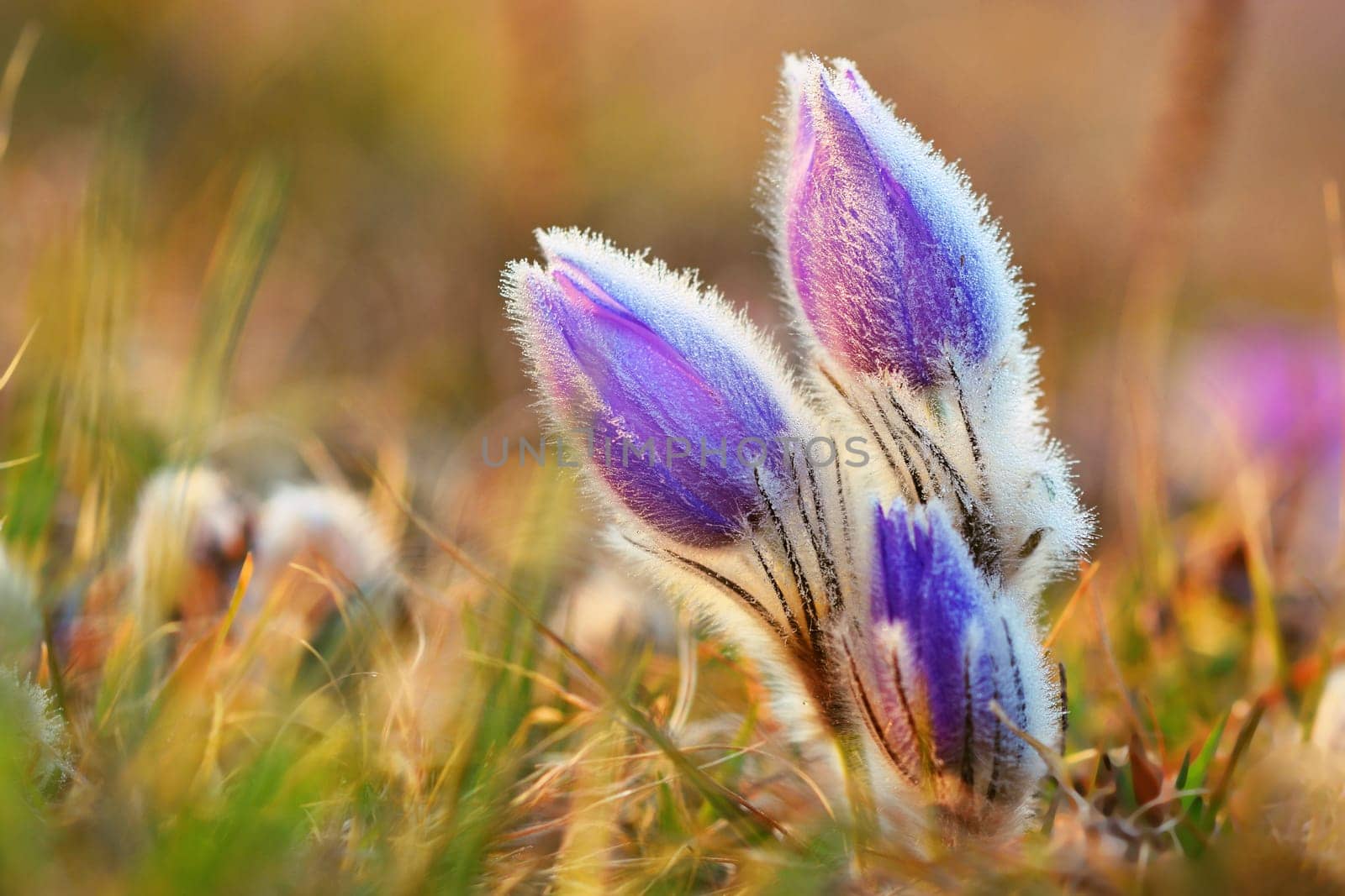 Spring flowers. Beautifully blossoming pasque flower and sun with a natural colored background. (Pulsatilla grandis)