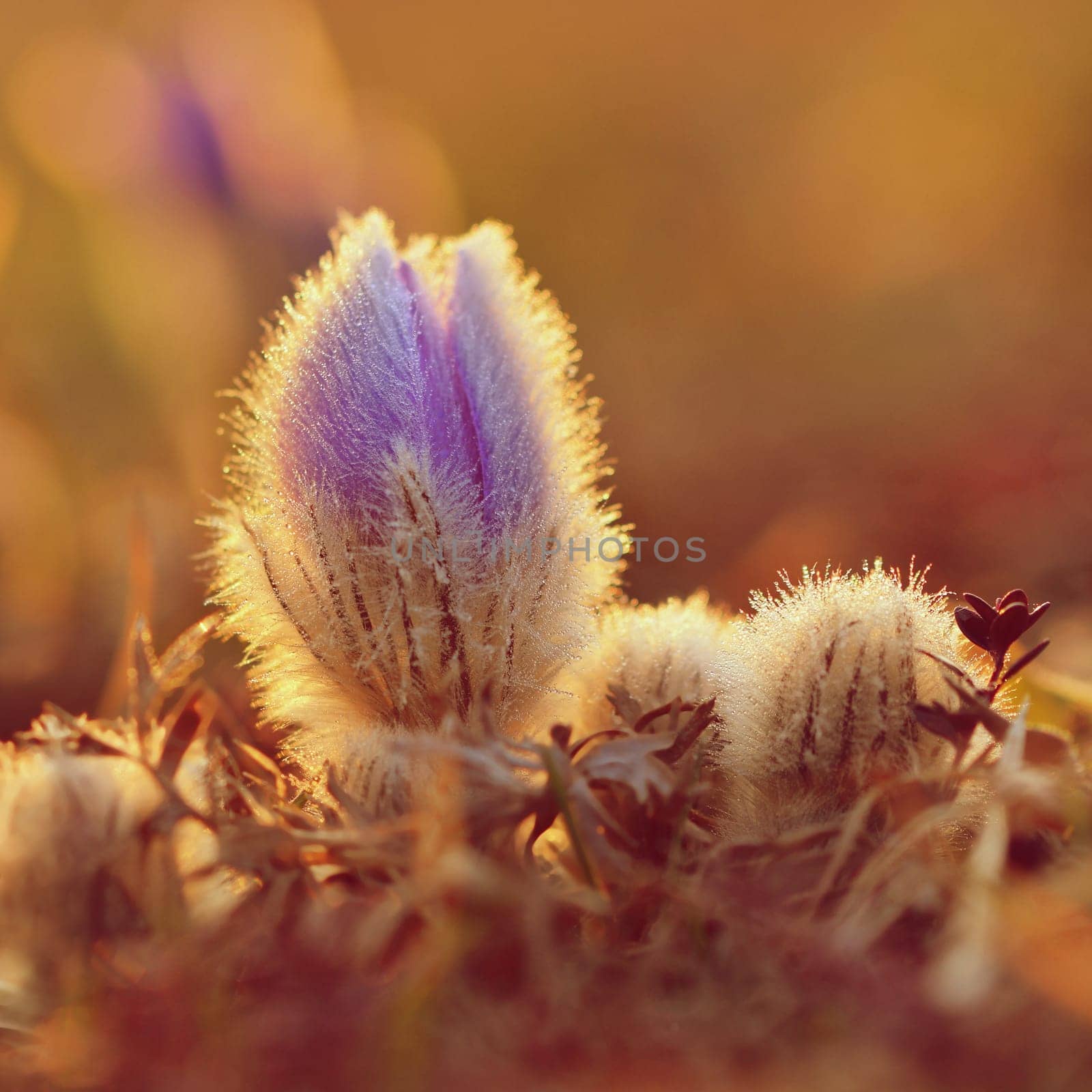 Spring flowers. Beautifully blossoming pasque flower and sun with a natural colored background. (Pulsatilla grandis) by Montypeter