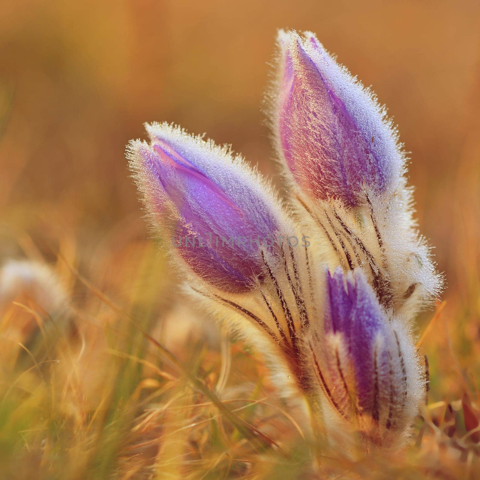 Spring flowers. Beautifully blossoming pasque flower and sun with a natural colored background. (Pulsatilla grandis) by Montypeter