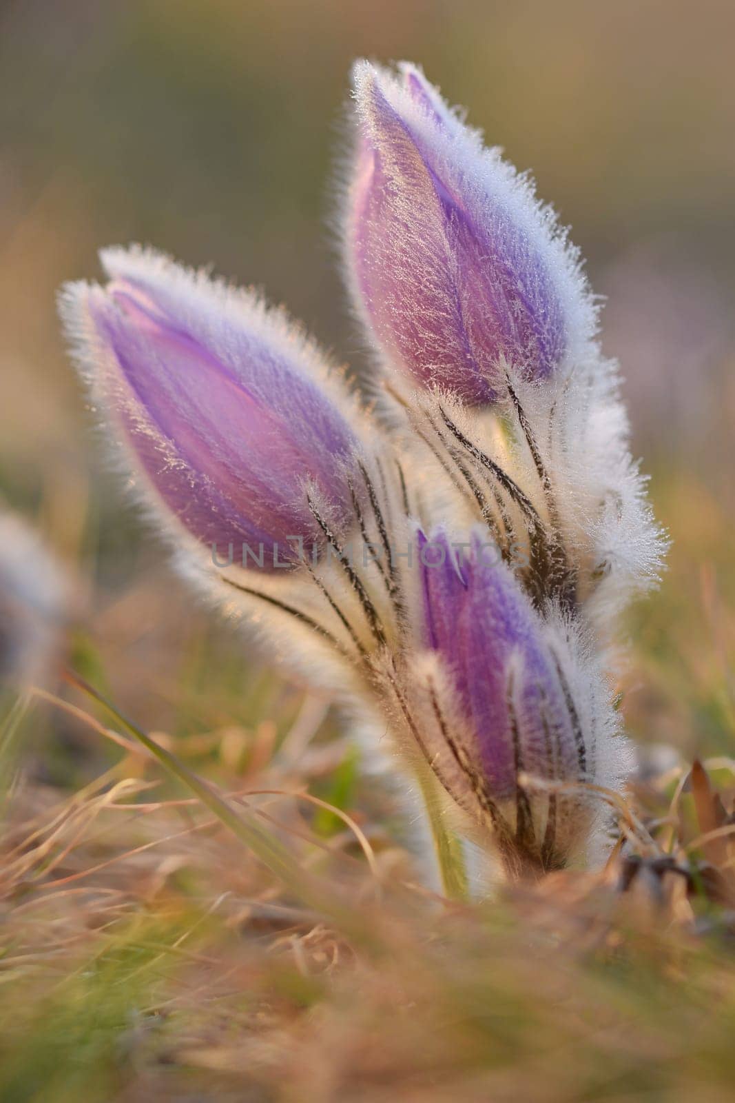 Spring flowers. Beautifully blossoming pasque flower and sun with a natural colored background. (Pulsatilla grandis) by Montypeter