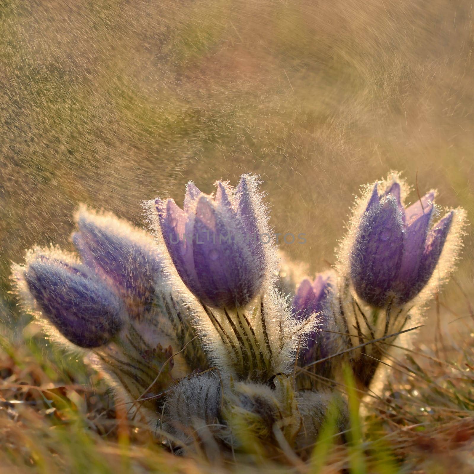 Spring flowers. Beautifully blossoming pasque flower and sun with a natural colored background. (Pulsatilla grandis)