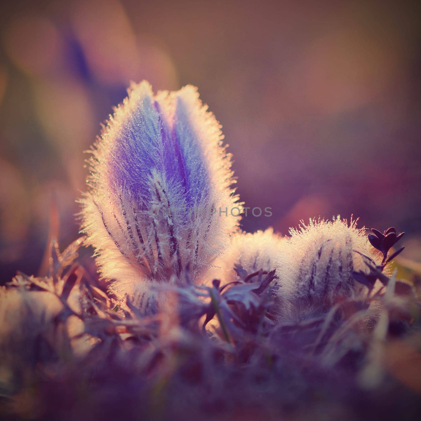 Spring flowers. Beautifully blossoming pasque flower and sun with a natural colored background. (Pulsatilla grandis) by Montypeter