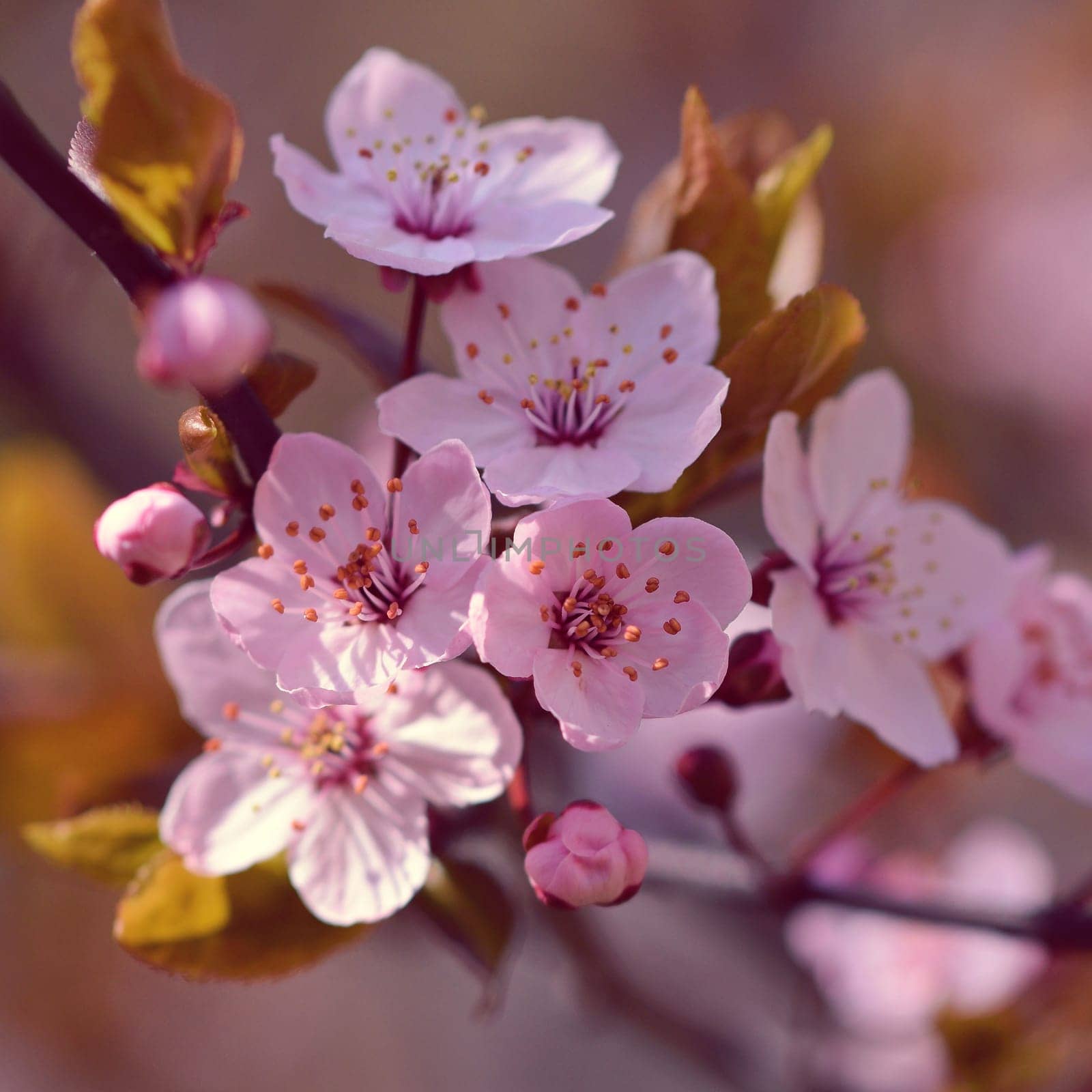 Blossom tree. Nature background.Sunny day. Spring flowers. Beautiful Orchard. Abstract blurred background. Springtime