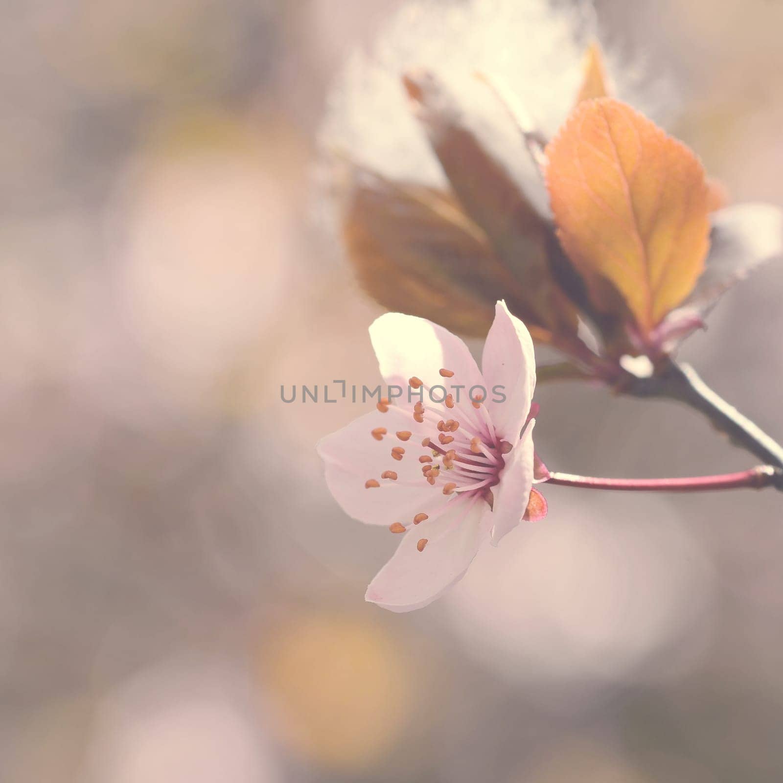 Blossom tree. Nature background.Sunny day. Spring flowers. Beautiful Orchard. Abstract blurred background. Springtime