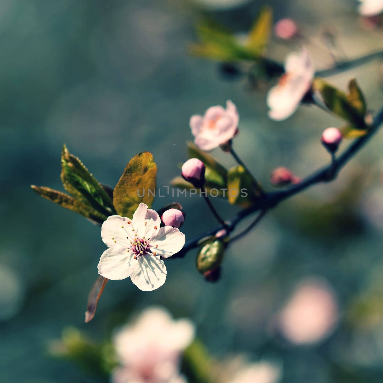 Blossom tree. Nature background.Sunny day. Spring flowers. Beautiful Orchard. Abstract blurred background. Springtime by Montypeter