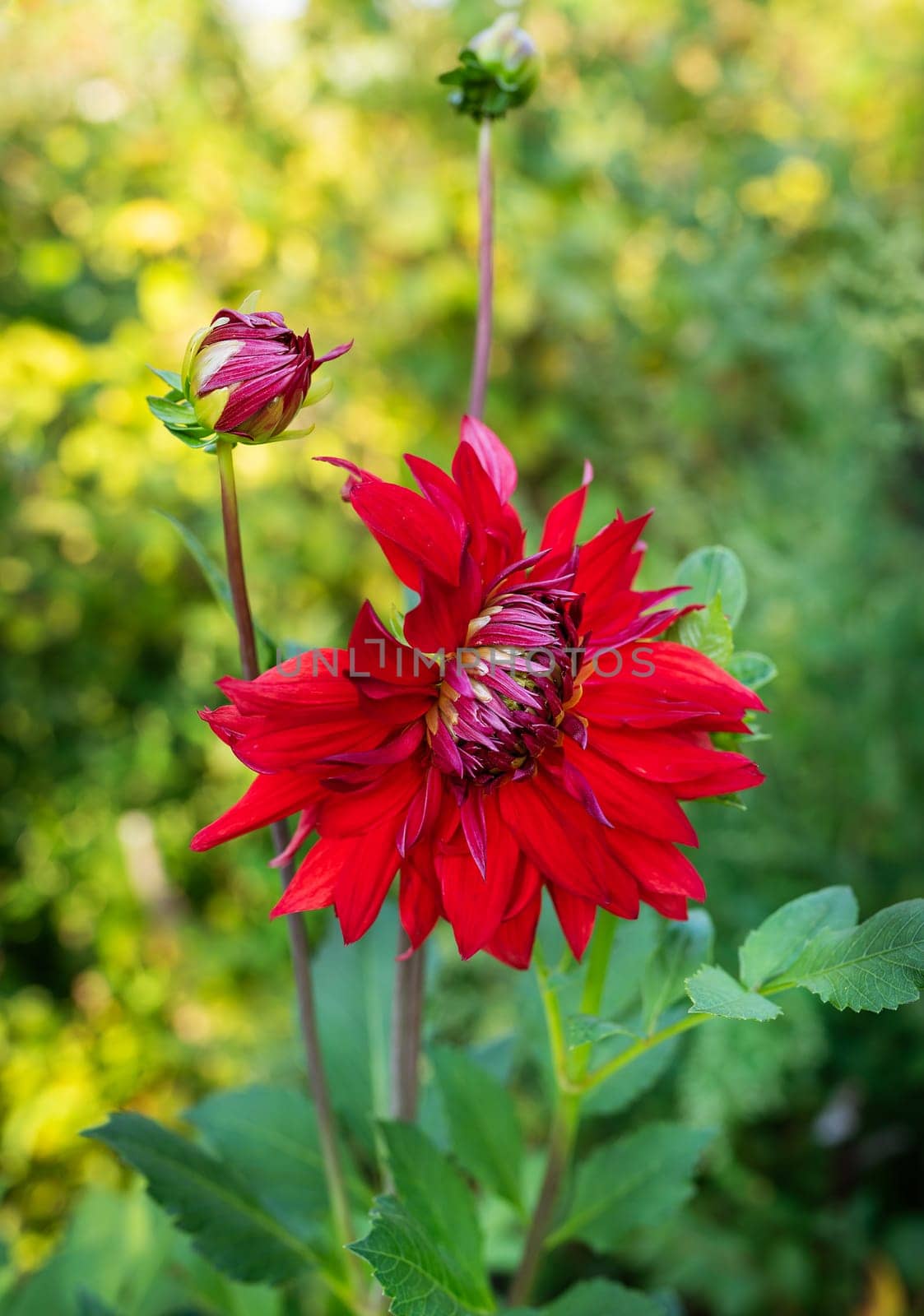 Vibrant red flower with green buds in a lush garden