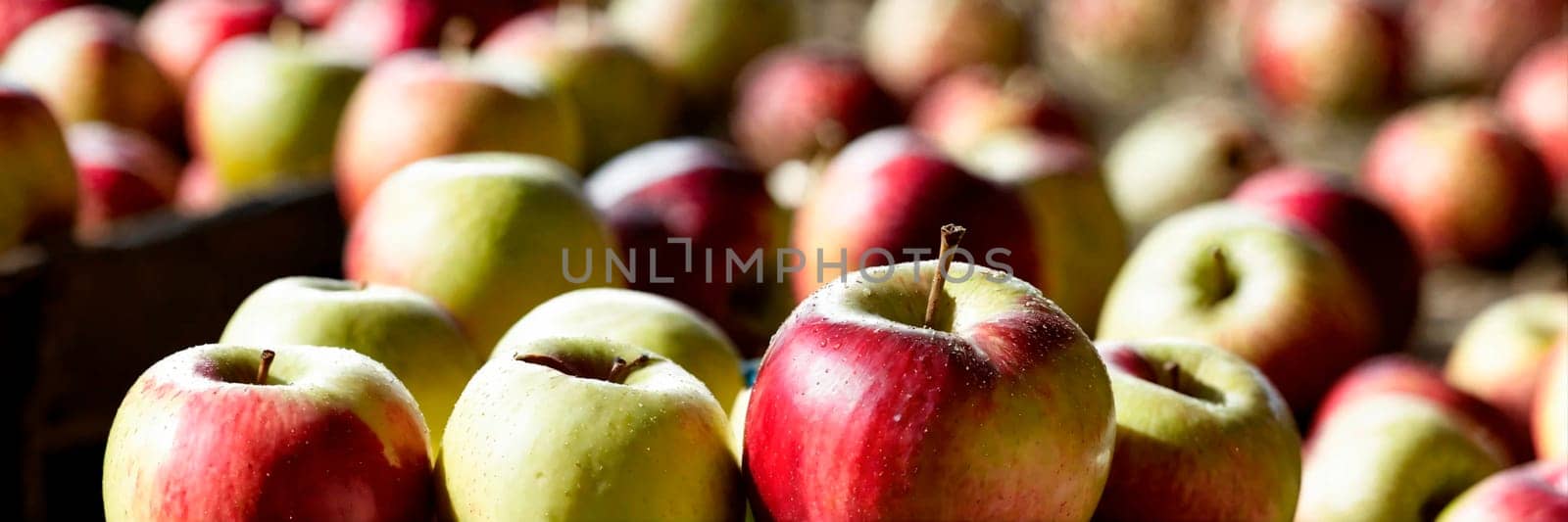 apple harvest in the garden. Selective focus. nature.