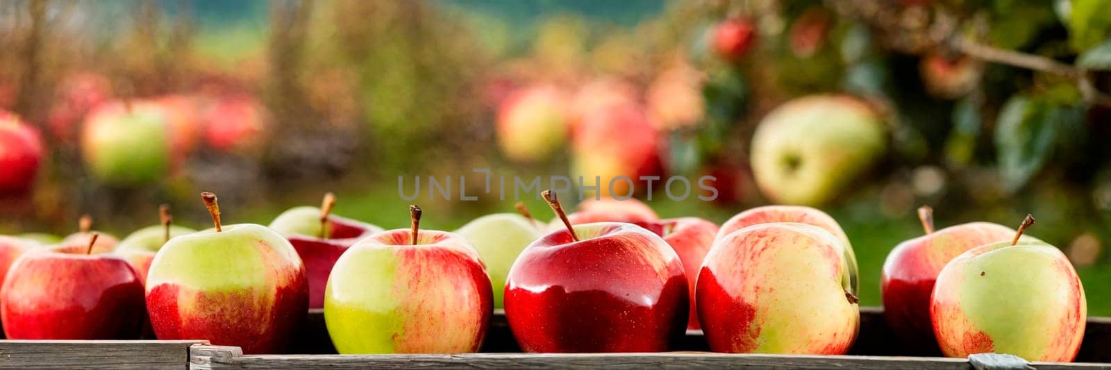 apple harvest in the garden. Selective focus. by yanadjana