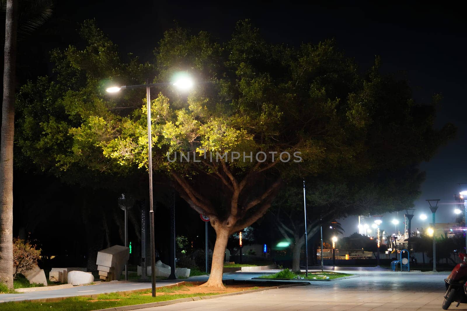 A tree is lit up at night, with a street light shining on it