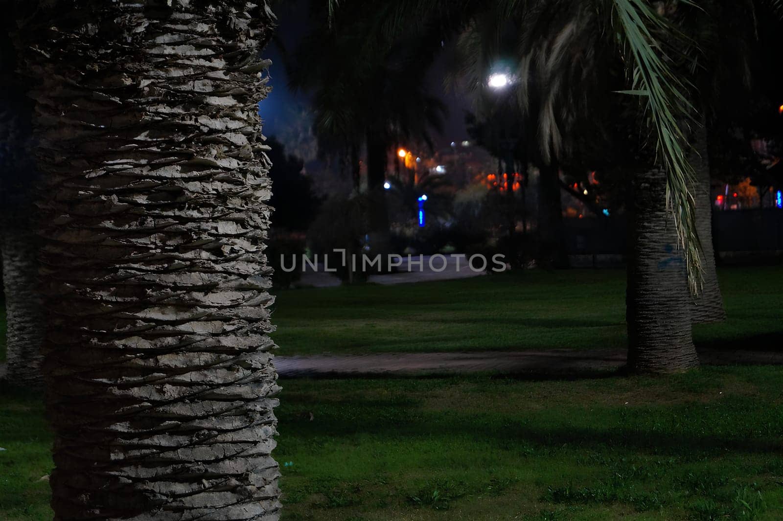 A tree trunk is shown in the dark with a city in the background