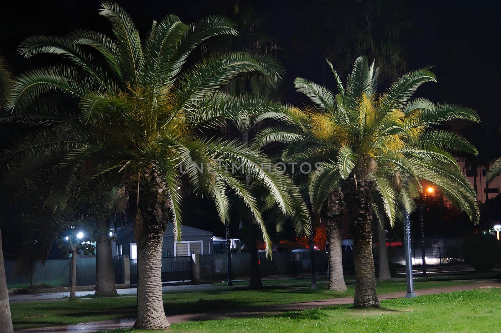Two palm trees are standing in a park at night