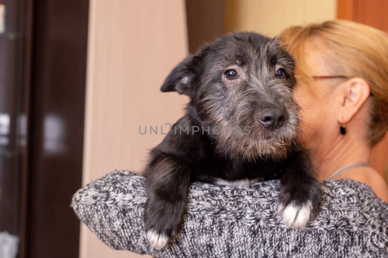 Small black dog on woman's shoulder closeup by Vera1703