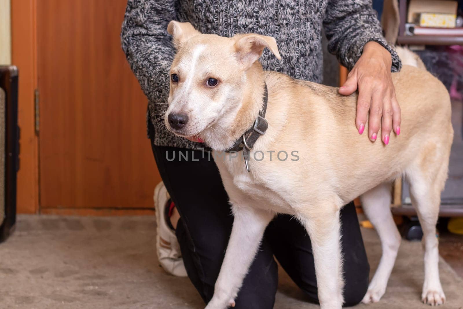 Cute white dog at home close up portrait