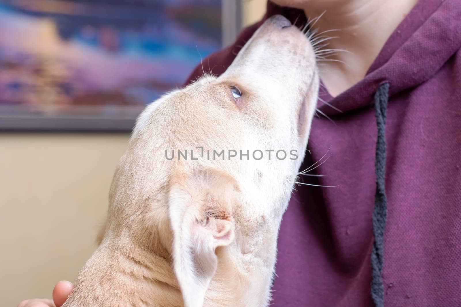 Cute white dog at home close up portrait