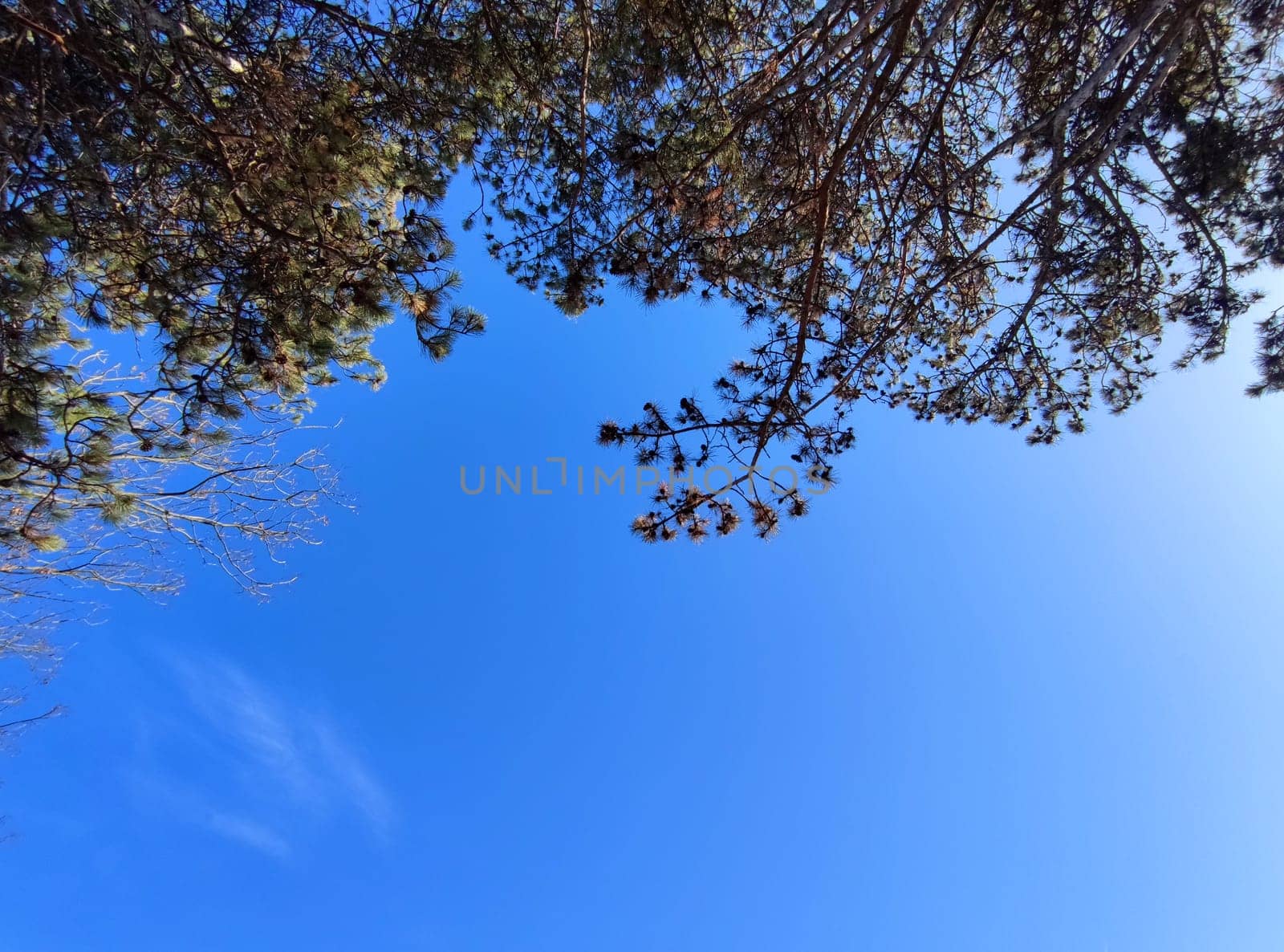 coniferous tree crown on a sunny blue sky, bottom view, space for text.