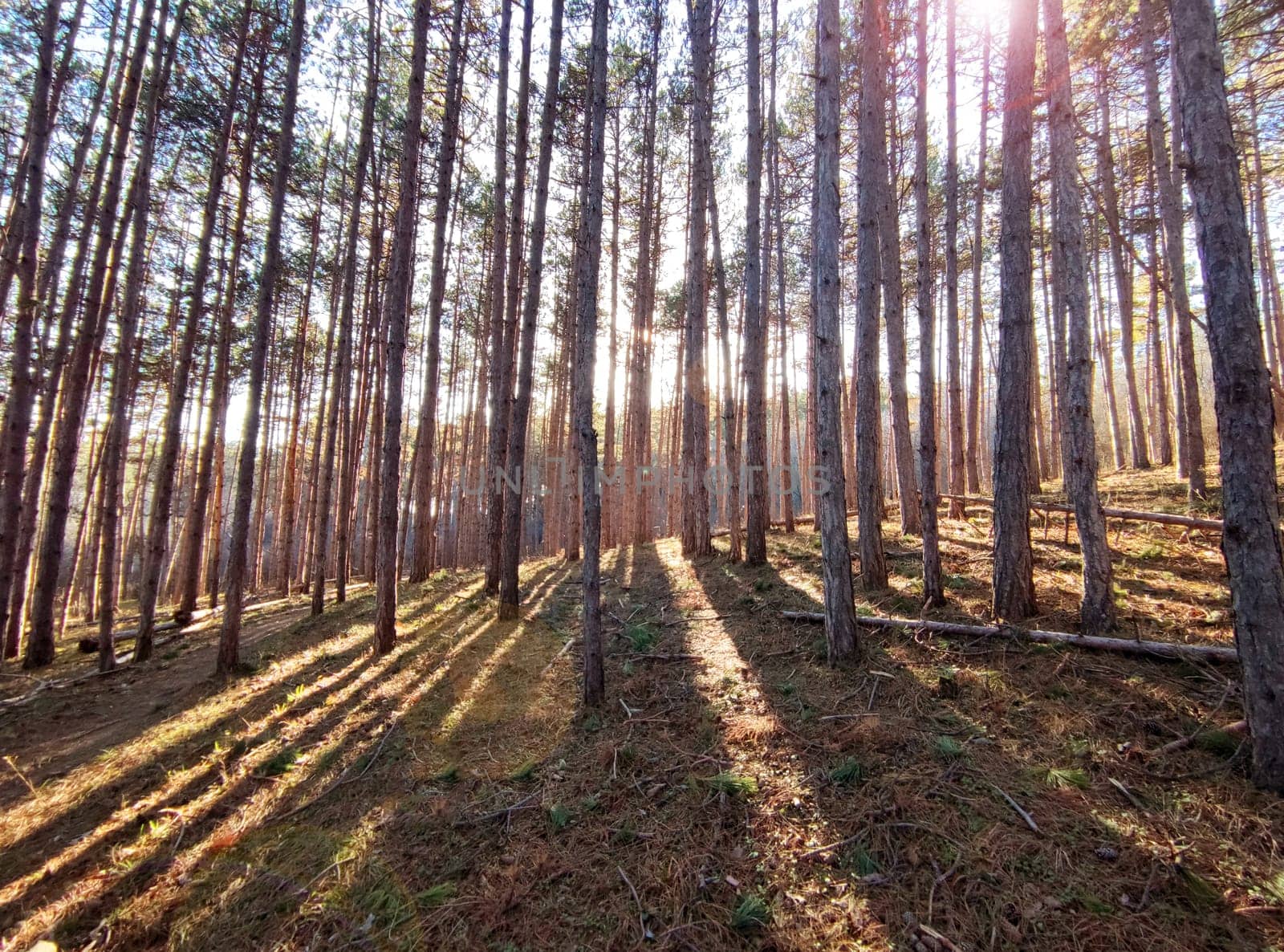 pine forest in the sun, forest landscape.