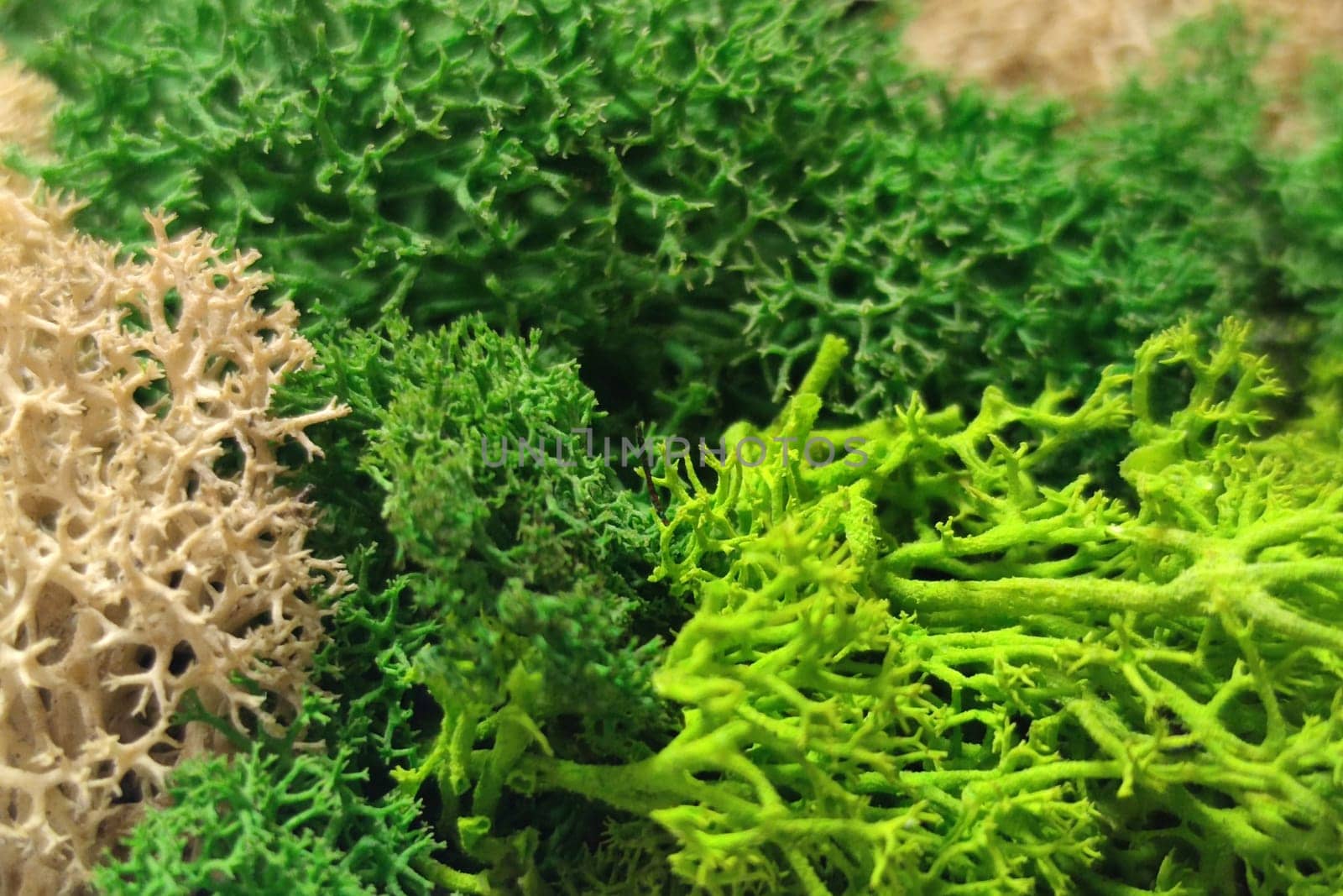 green and white stabilized preserved forest moss close up by Annado