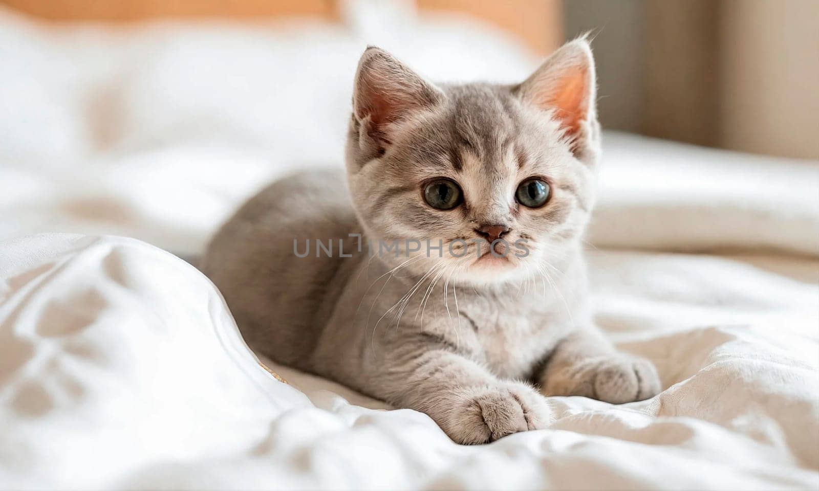 cute kitten in bed. Selective focus. by yanadjana
