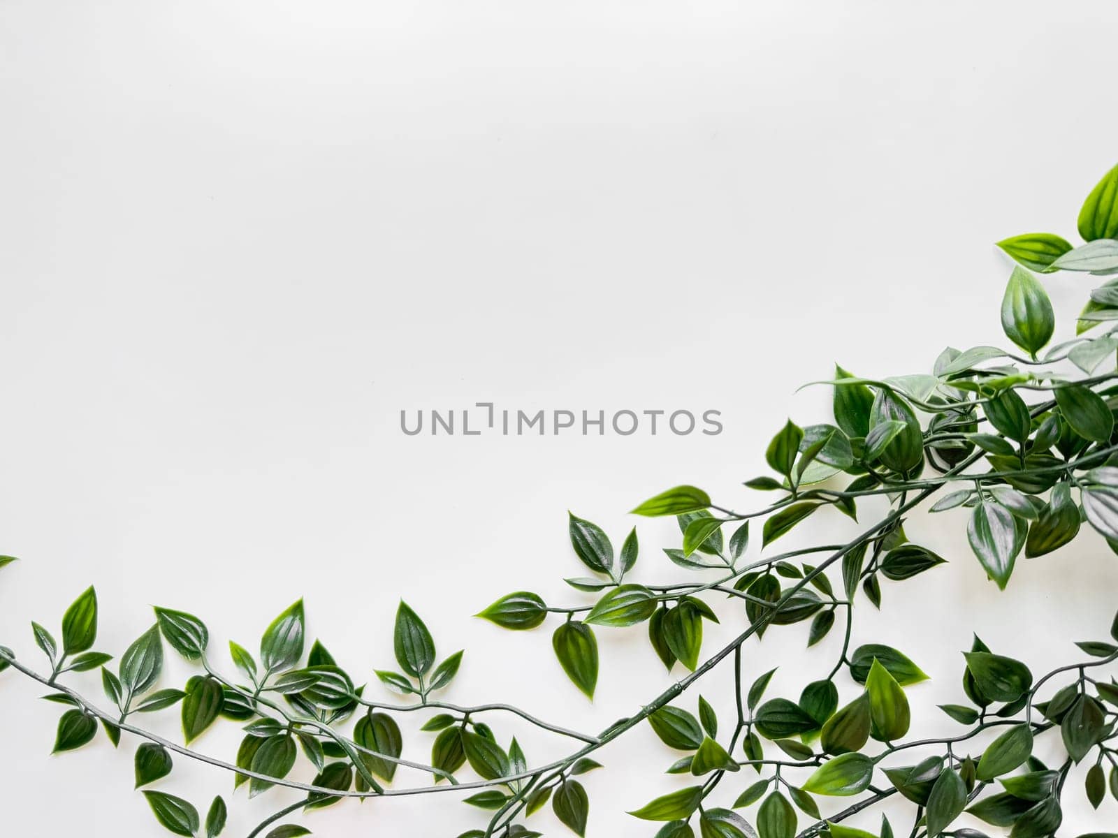Green variegated leaves of wandering jew plant extending into the frame from the top right corner on clean white background with copy space. Top view. by Lunnica