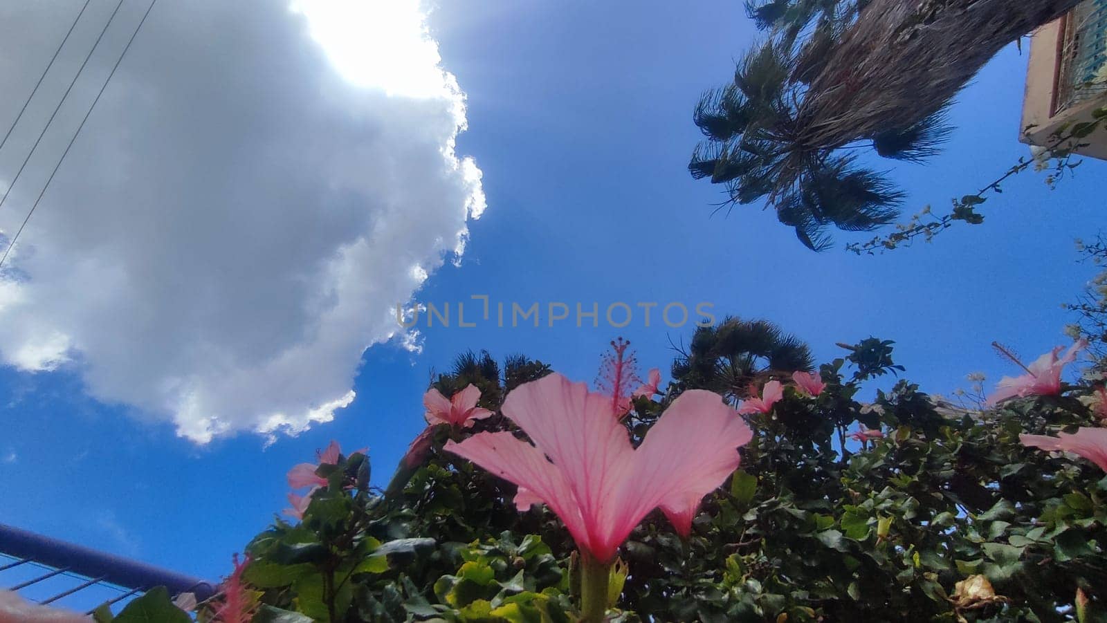 tropical pink flowers, green bush leaves, blue sky, cloud nature. High quality photo