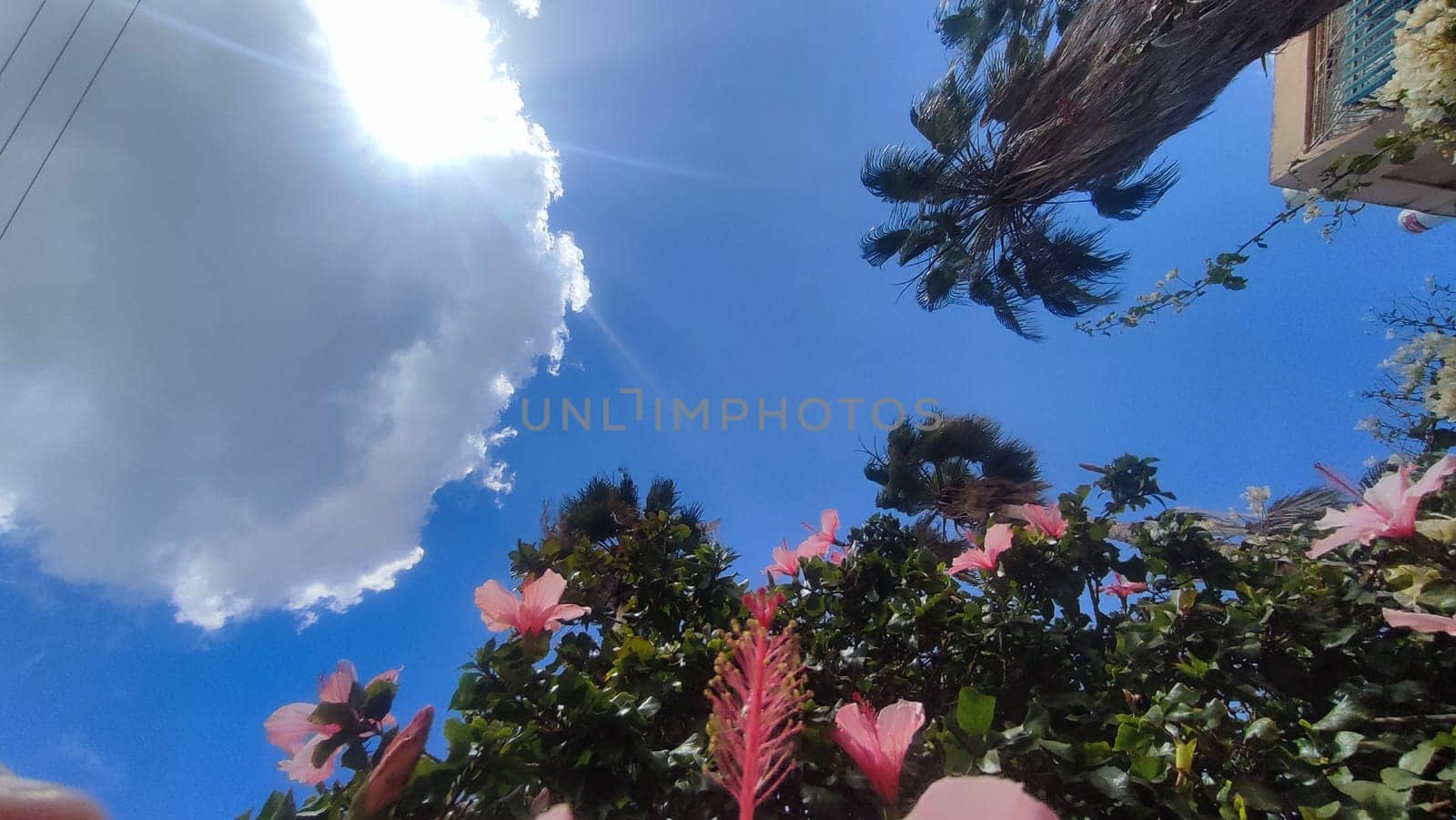 tropical pink flowers, green bush leaves, blue sky, cloud nature. High quality photo