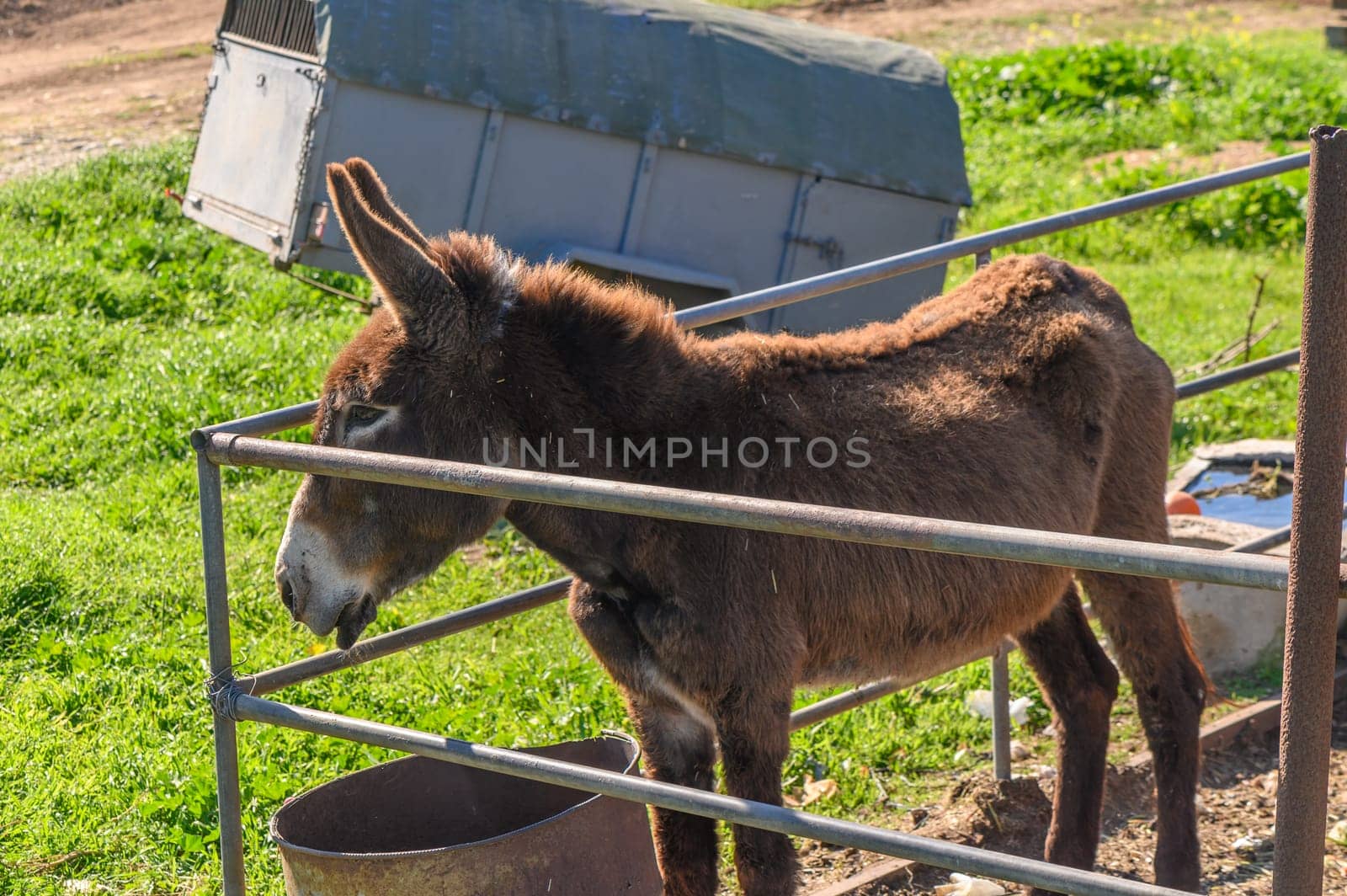 donkey in a pen in the village in winter 5