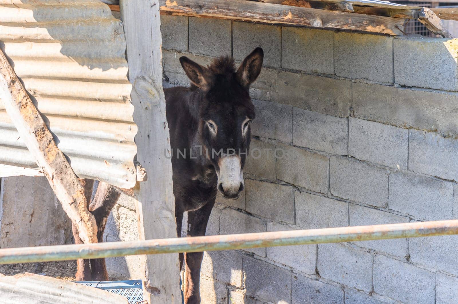 donkey in a pen in the village in winter 3