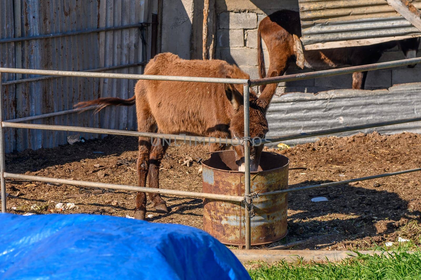 donkey in a pen in the village in winter 7