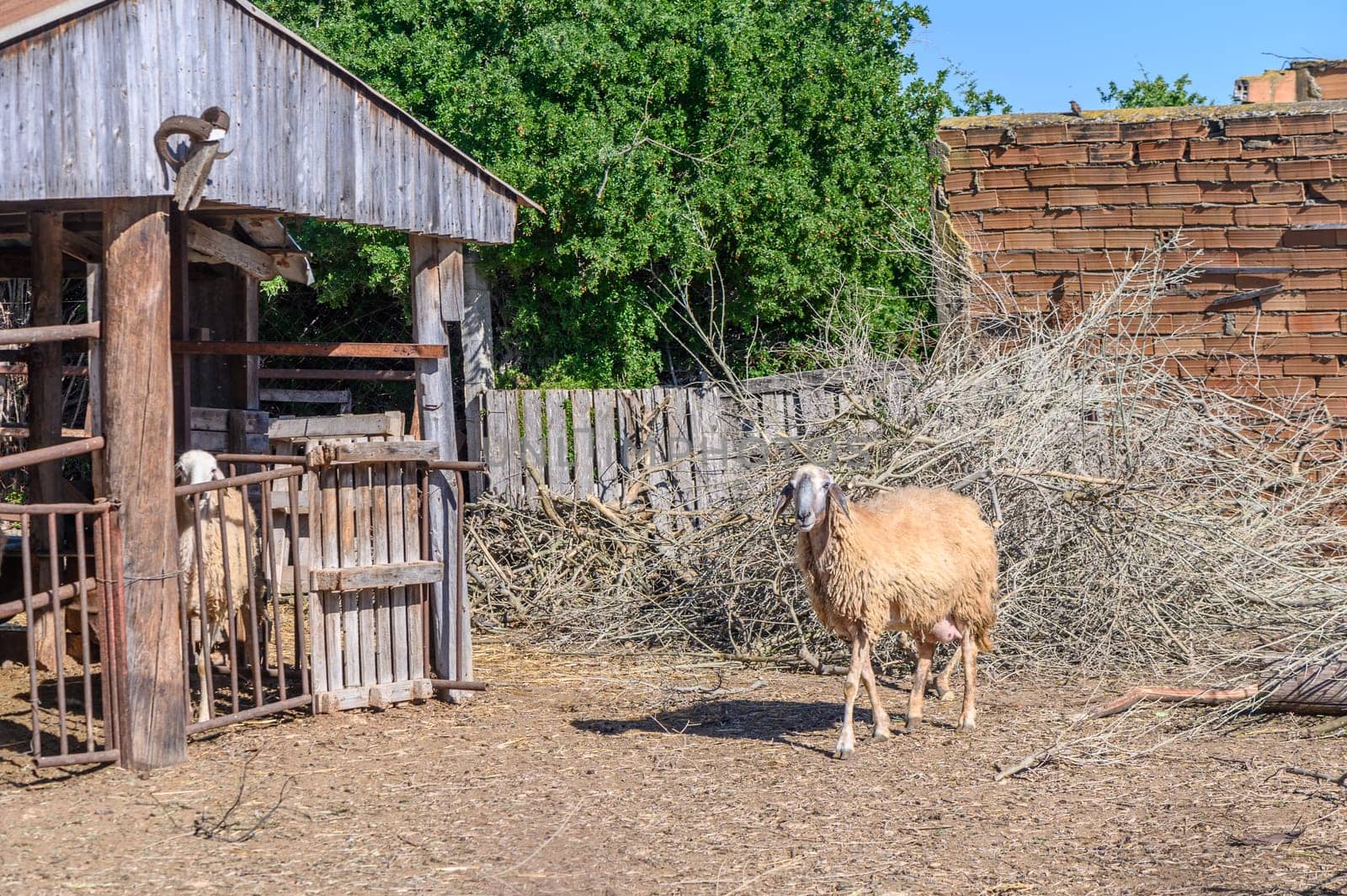 Funny sheep. Portrait of sheep showing tongue.2