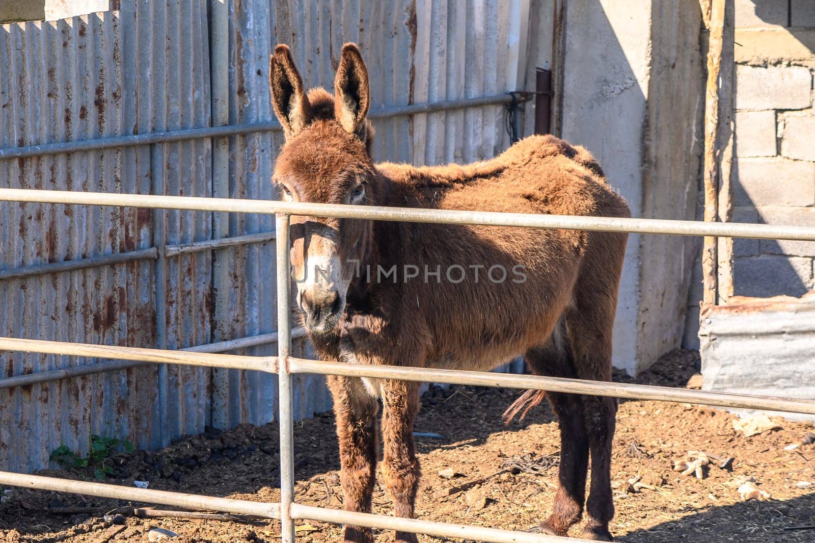 donkey in a pen in the village in winter