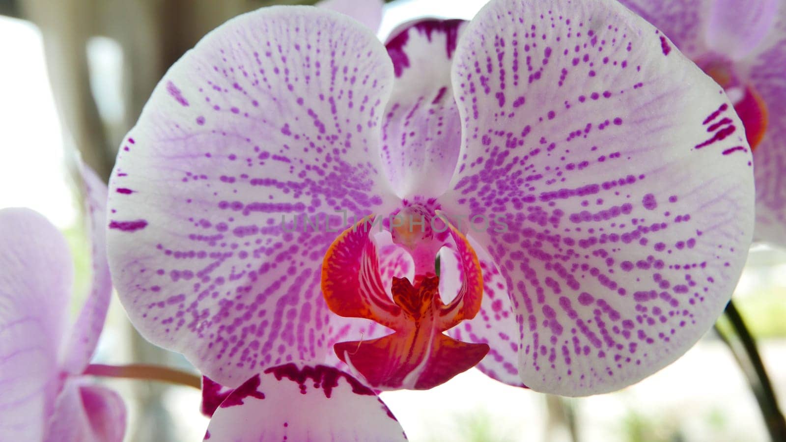 Beautiful pink and white orchid very rare, Phalaenopsis spp orchid or Cymbidium devonianum Paxton locals in asian called it anggrek merah muda in the garden during the summer