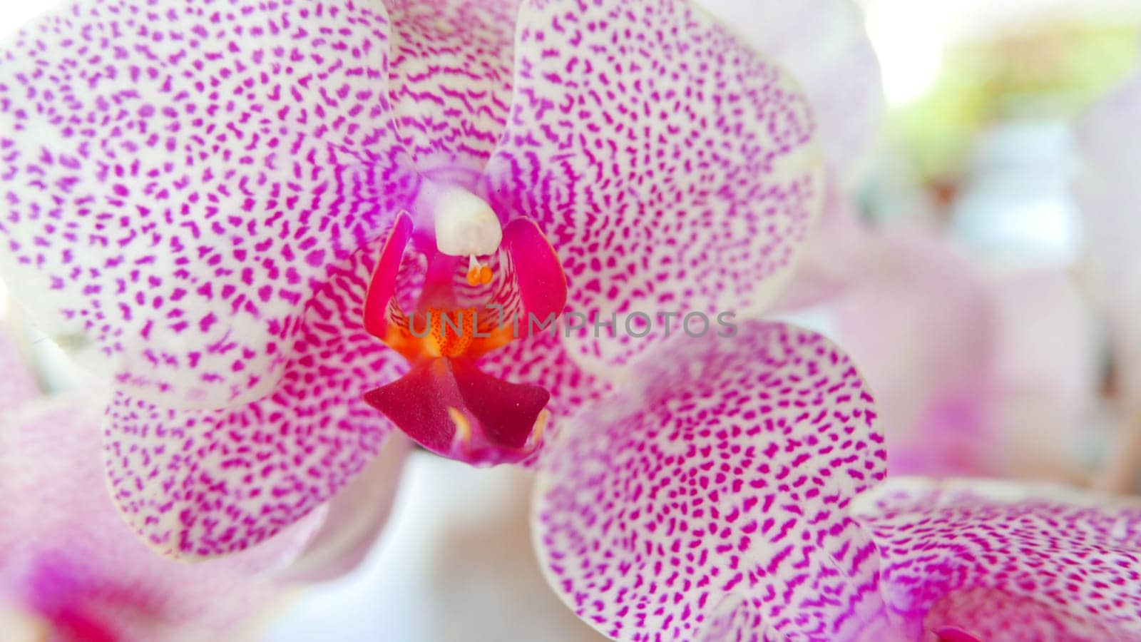 Beautiful pink and white orchid very rare, Phalaenopsis spp orchid or Cymbidium devonianum Paxton locals in asian called it anggrek merah muda in the garden during the summer