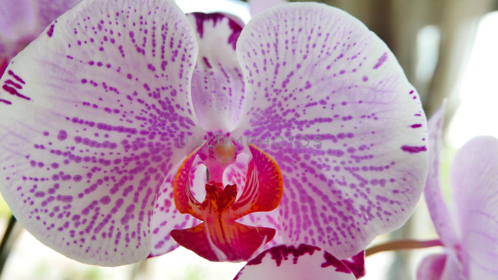 Beautiful pink and white orchid very rare, Phalaenopsis spp orchid or Cymbidium devonianum Paxton locals in asian called it anggrek merah muda in the garden during the summer