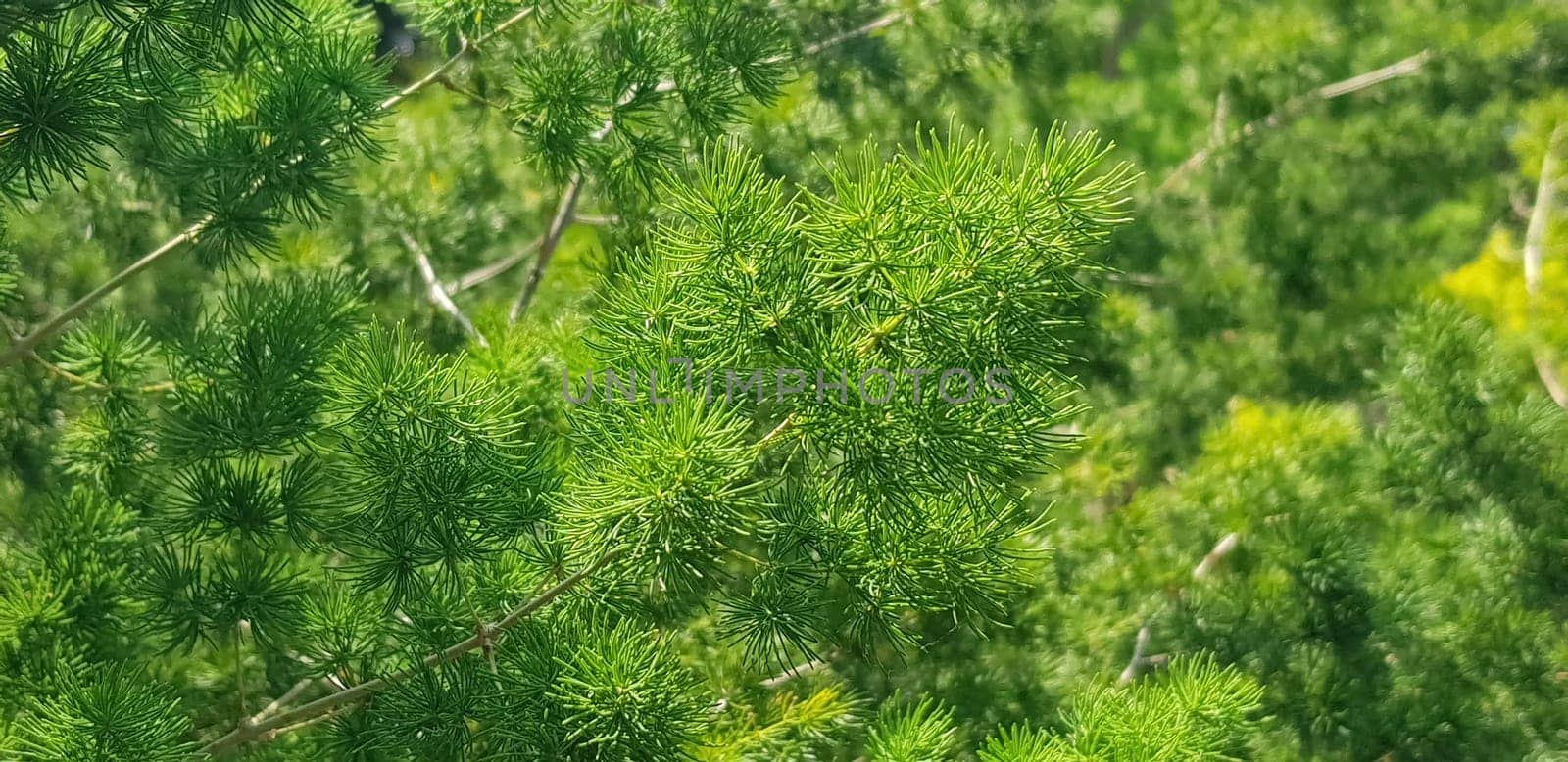 pine tree leaves, Fir tree lunch close up. Shallow focus. Brunch of fluffy fir trees close up. Christmas wallpaper concept. Copy space. in mountainous area