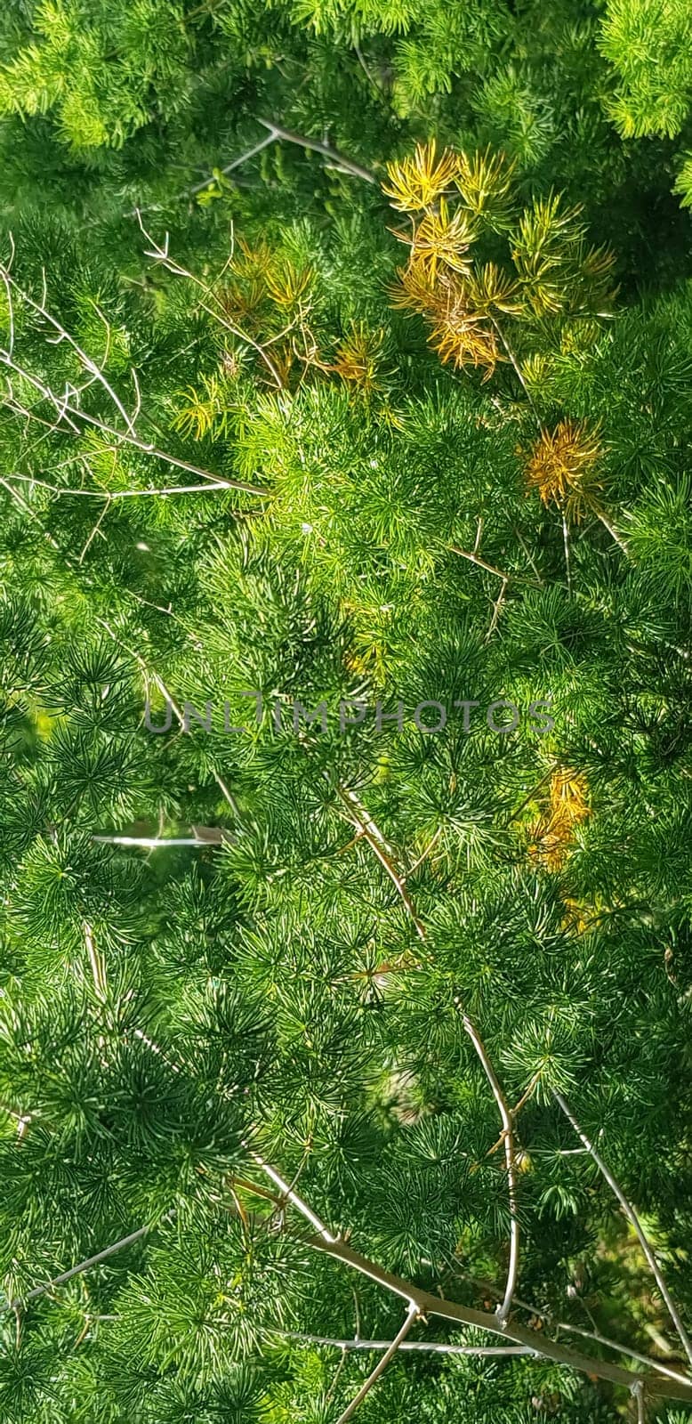 pine tree leaves, Fir tree lunch close up. Shallow focus. Brunch of fluffy fir trees close up. Christmas wallpaper concept. Copy space. in mountainous area