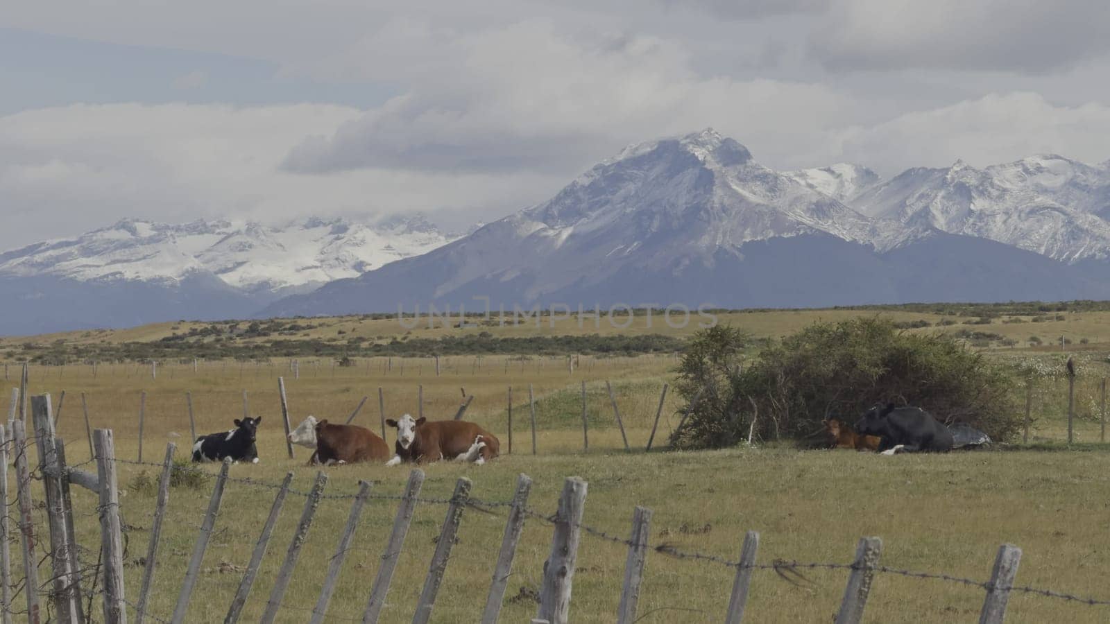 Cows Grazing Peacefully in Patagonian Meadow with Glaciers by FerradalFCG