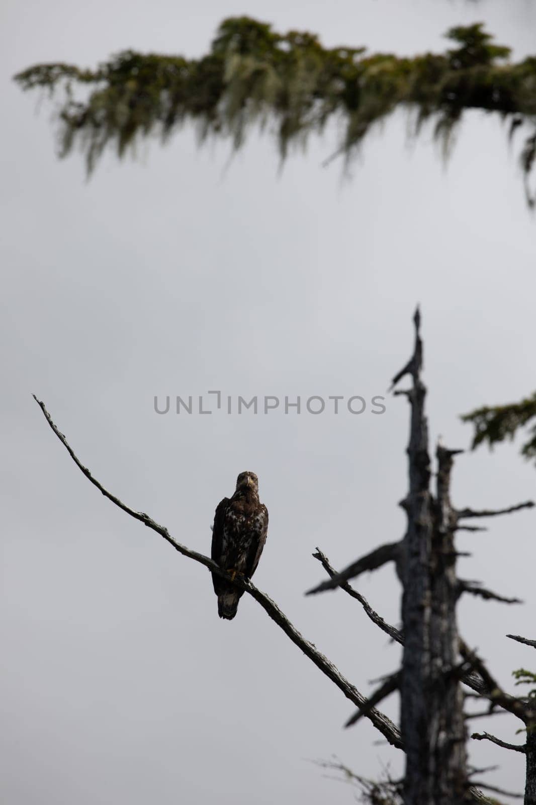 Bald eagle sitting on a dead tree branch and staring straight ahead by Granchinho