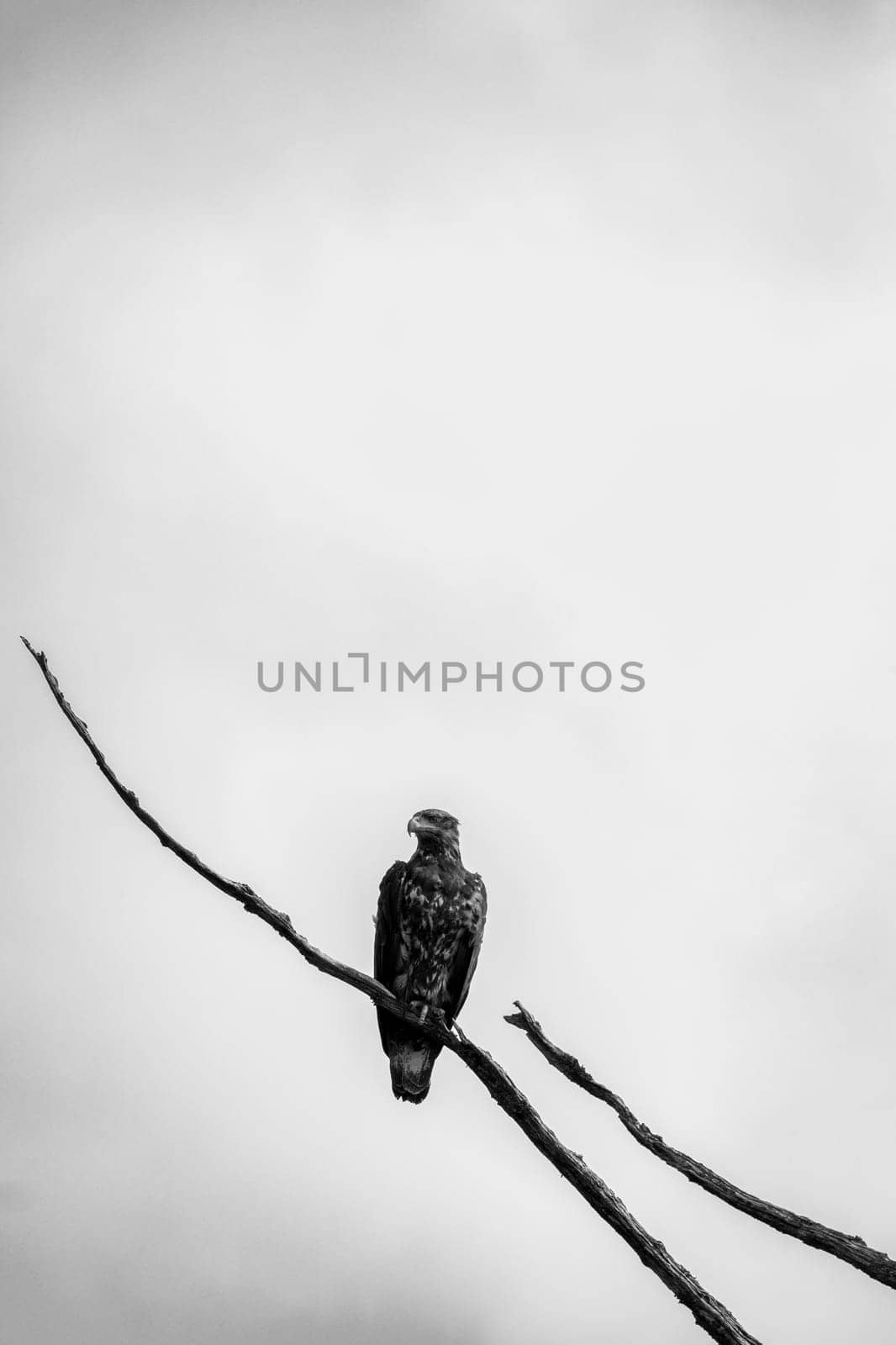 Black and white photo of a bald eagle sitting on a dead tree branch and staring straight ahead by Granchinho
