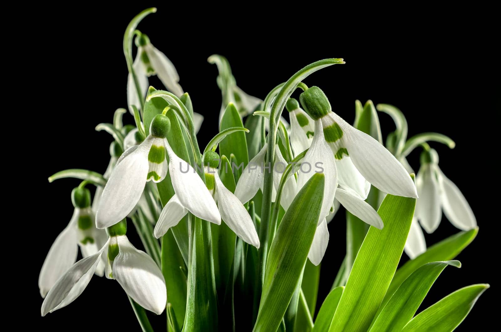 White Galanthus flowers on a black background by Multipedia