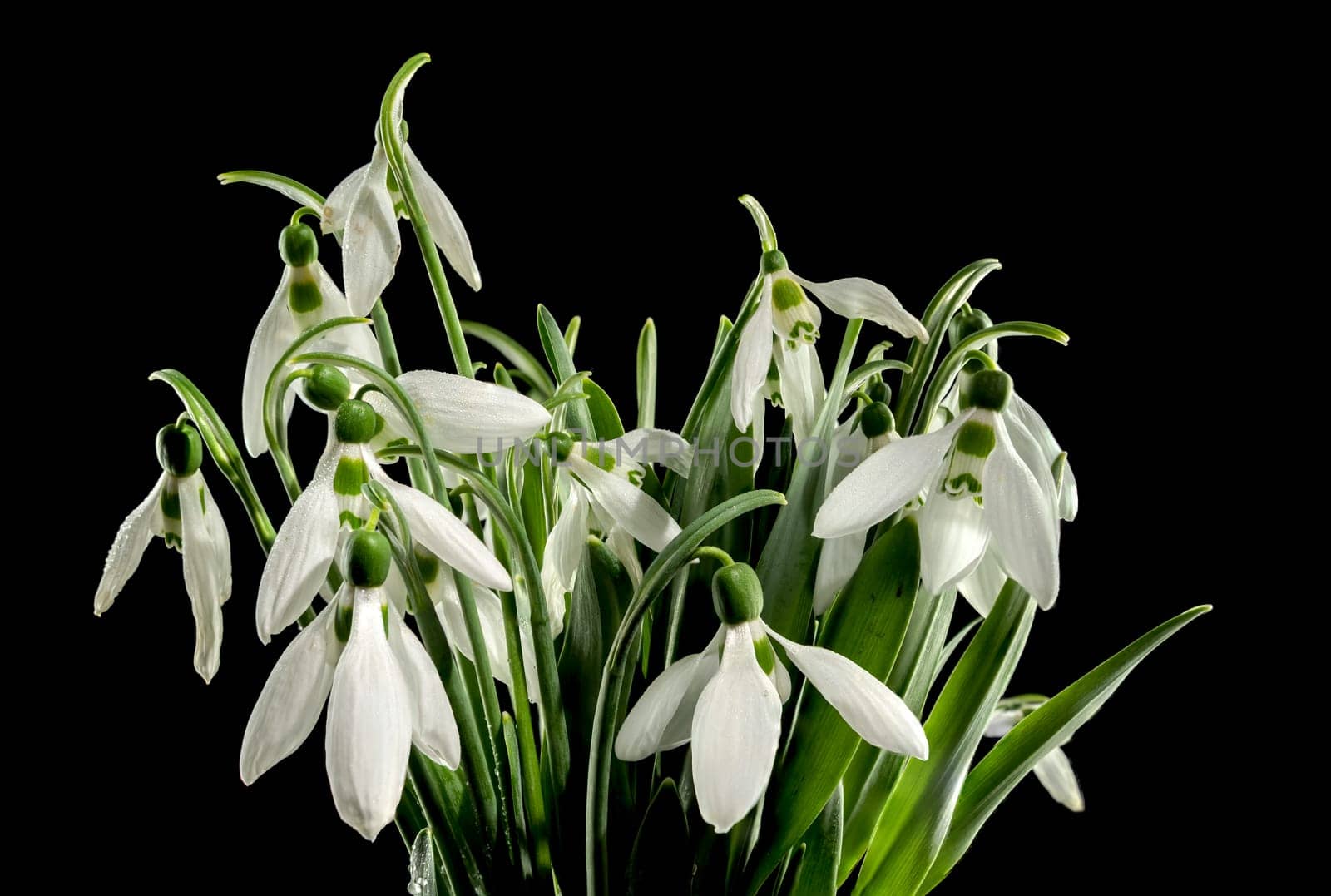 White Galanthus flowers on a black background by Multipedia