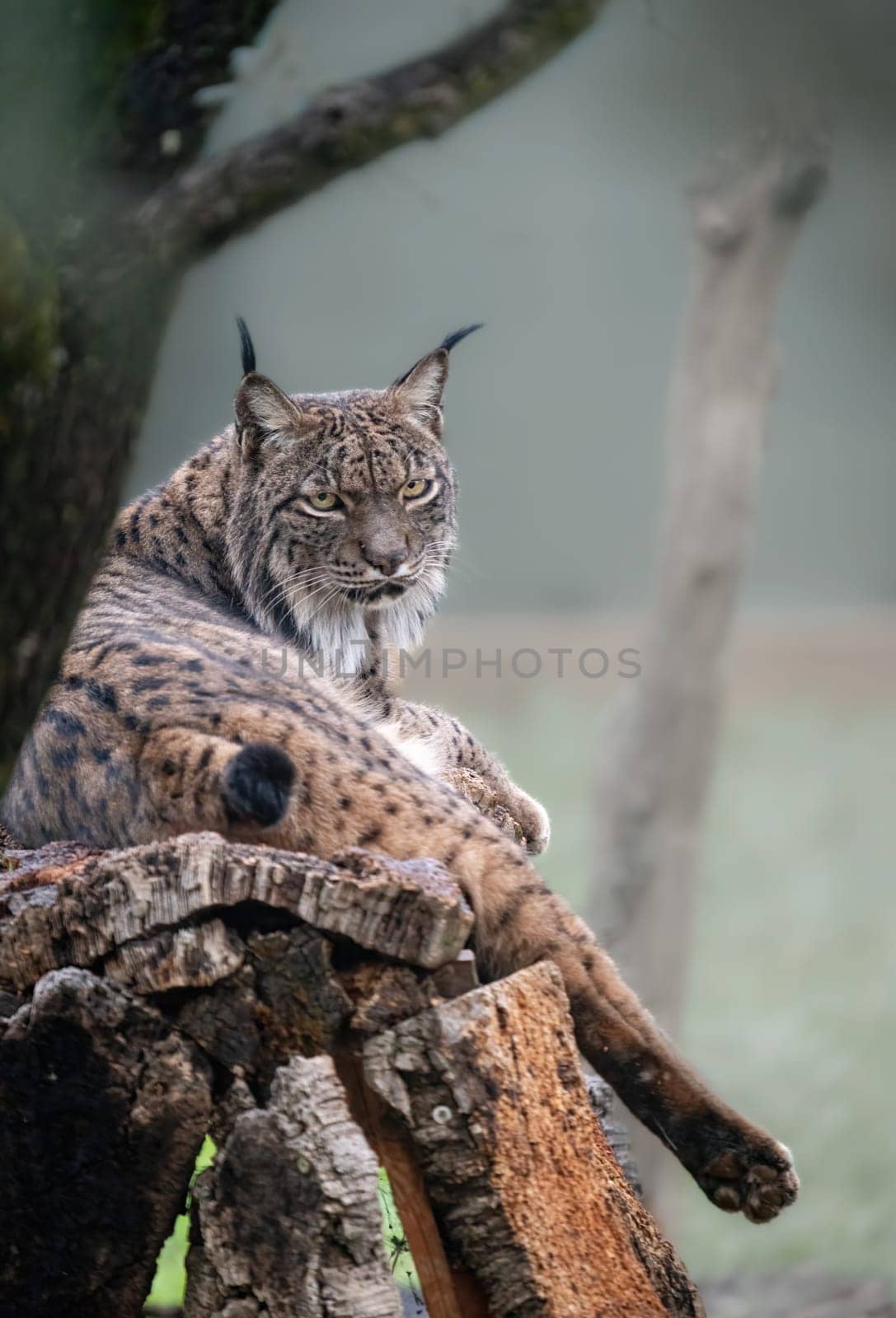 Iberian Lynx lounges on log, displaying its regal aura and sharp eyes in natural habitat